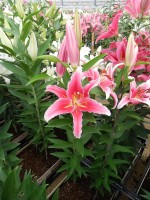 [5301 Paradero No01.JPG]